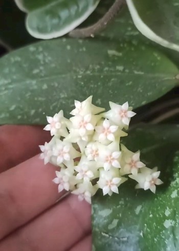 hoya parasitica lao gündüz ve gece yayilici güzel kokulu hoyadi