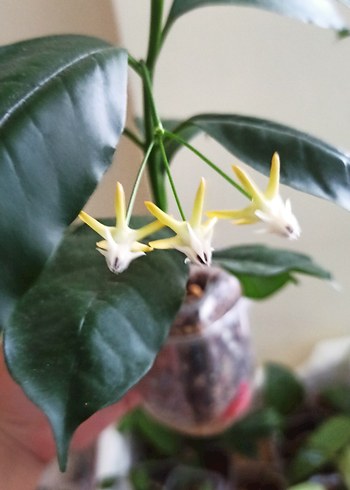 Beden hoya multiflora en güzel hoyalardan dir gorseldeki çiçekli fide