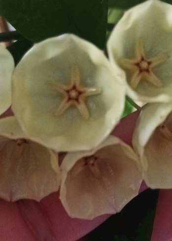 hoya campalunata limon kokulu çiçekler açar özel hoyalardandir