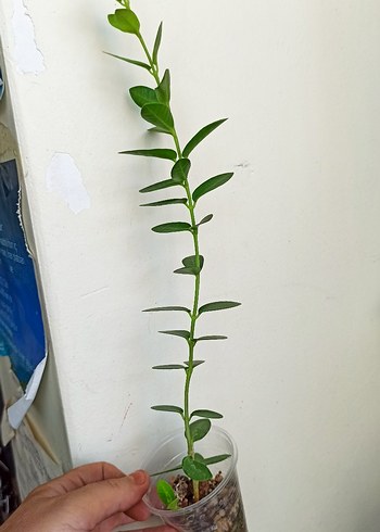 Çiçek hoya cumingiana