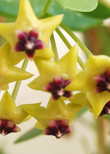 hoya cumingiana