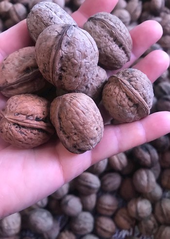 Doğal Ceviz - Görsel 4