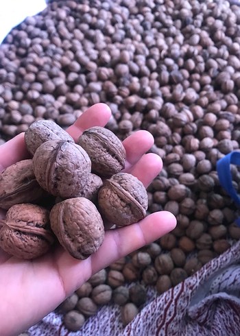 Doğal Ceviz - Görsel 5