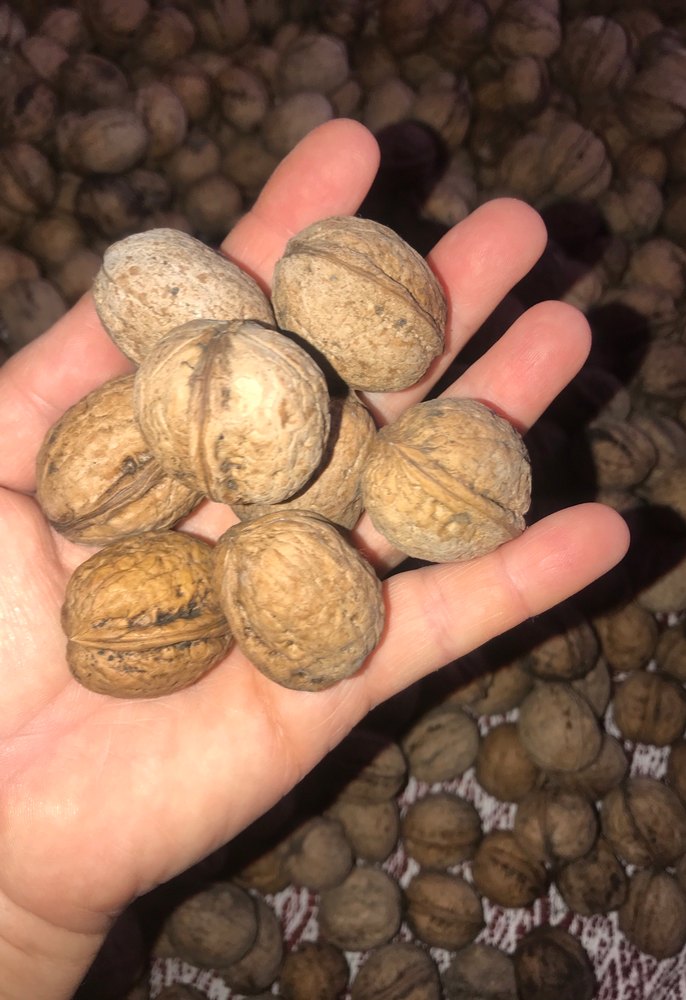 Doğal Ceviz - Görsel 3