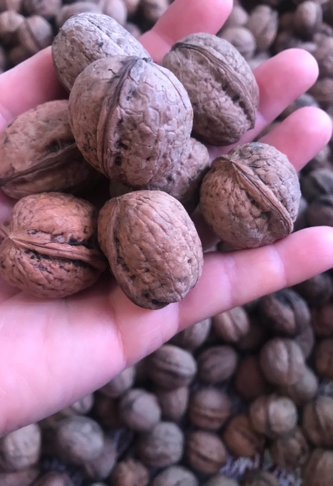 Doğal Ceviz - Görsel 4