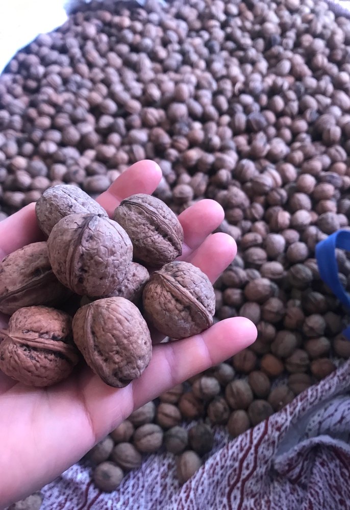 Doğal Ceviz - Görsel 5