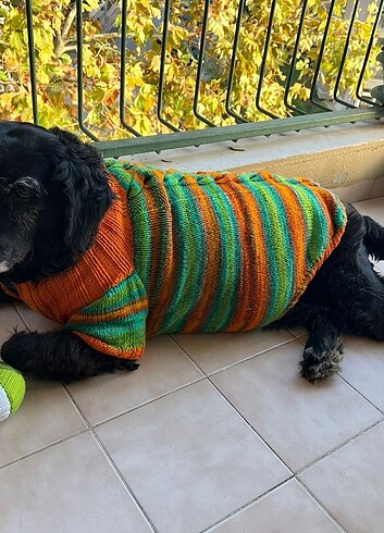 Köpek kazagı