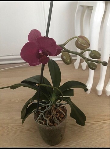 Bordo orkide