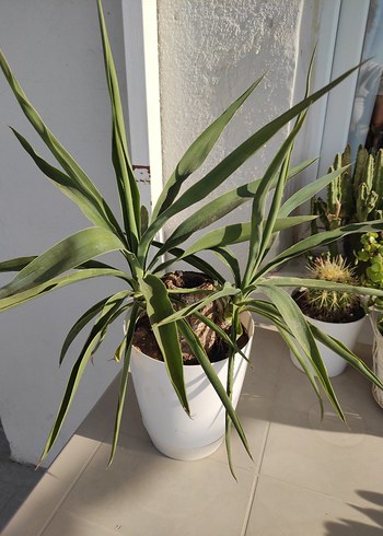 Beden yeşil Renk yucca (yuka) çiçeği