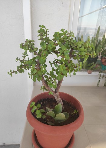  Beden Afra para ağacı çiçeği