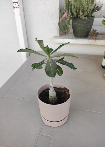 Diğer Çöl gülü