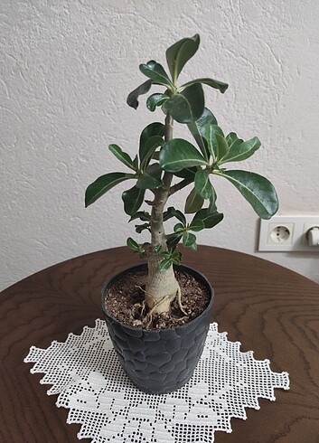 Diğer Adenium çöl gülü 