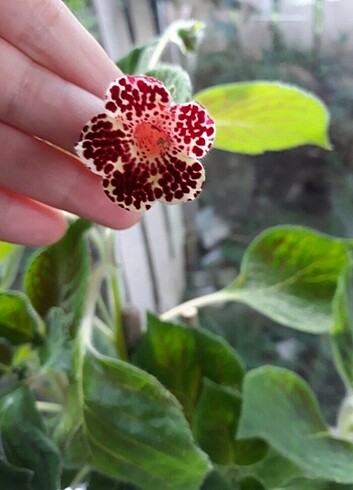 Kohleria 
