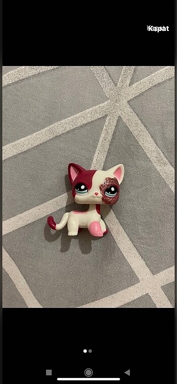 Shorthair custom