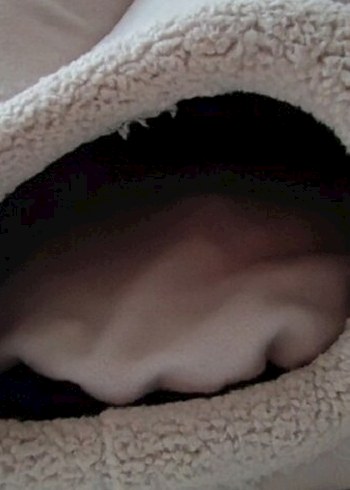 Gri Kedi Yuvası Kulak Detaylı - Görsel 3