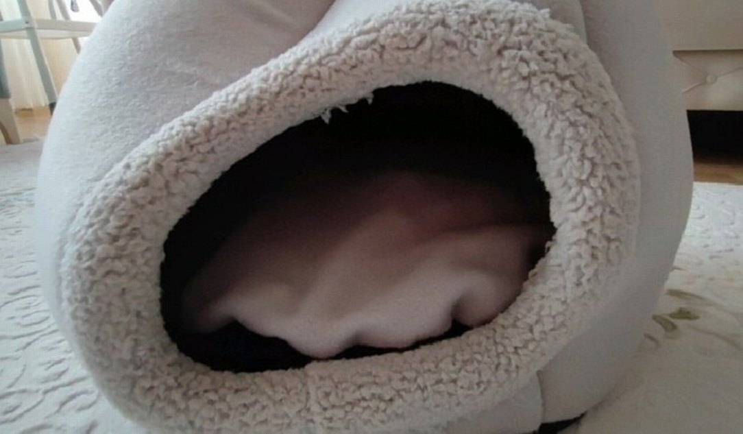 Gri Kedi Yuvası Kulak Detaylı - Görsel 3