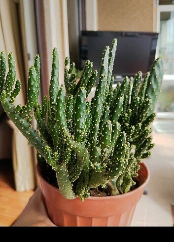 Kaktüs sukulent opuntia tuna monstruosa 