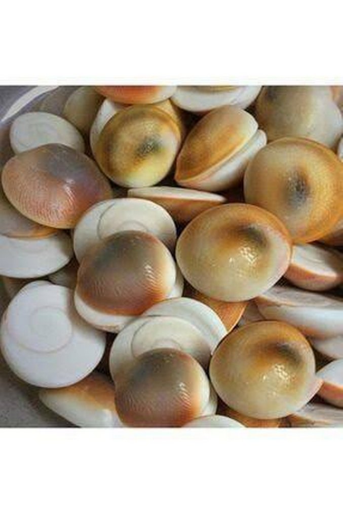 Doğal Canlı Şifalı Yılancık Taşı - Görsel 2