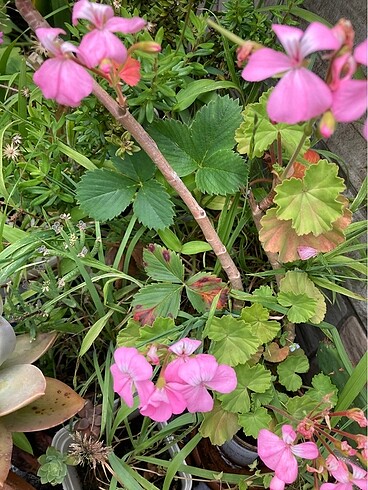 Açmış sardunya pembe