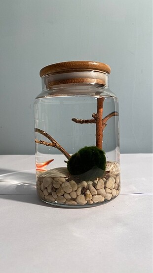Marimo Moss Ball