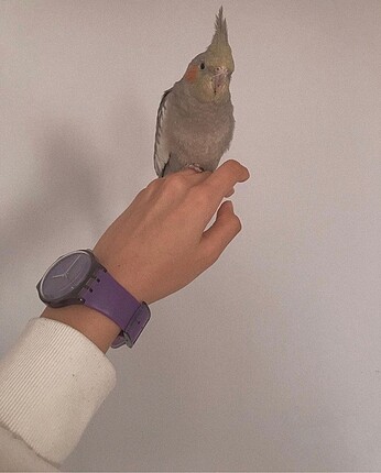 ORİJİNAL SWATCH MOR SAAT