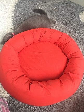  Beden Kedi,küçük ırk köpek yatağı
