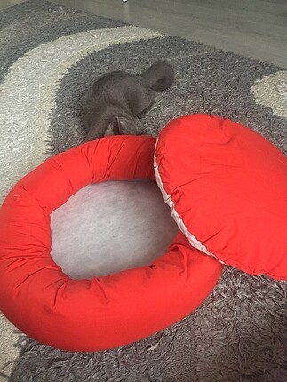 Kedi,küçük ırk köpek yatağı