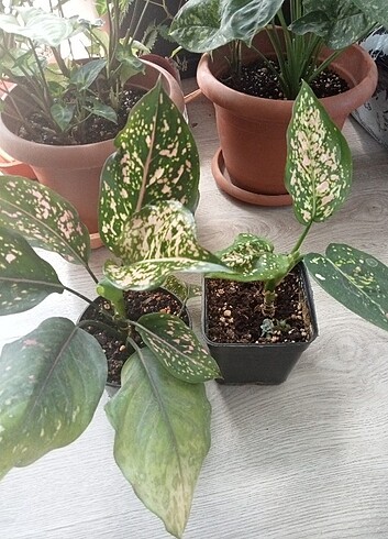  aglaonema set