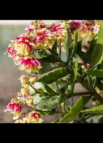 Kalanchoe Kalanşo Dolly 