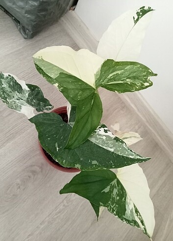  Syngonium Albo