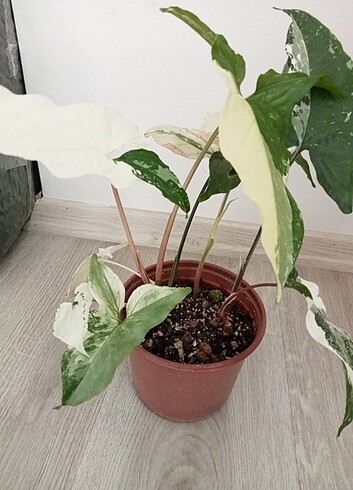  Beden Renk Syngonium Albo