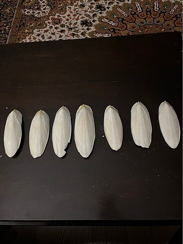 Kalamar kemiği
