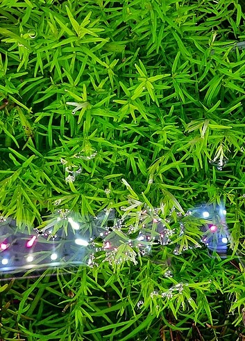 Rotala green ve hra bitkisi