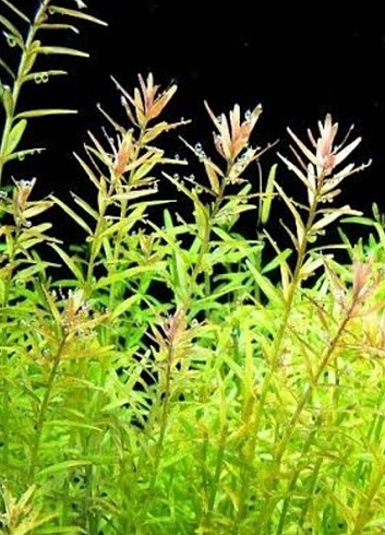 Rotala rotundifolia bitkisi 10 dal