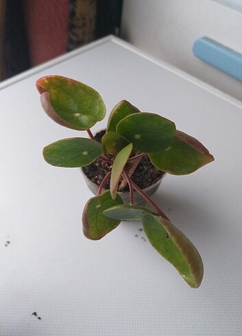 Pilea 