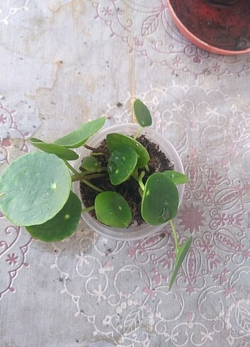 Beden Pilea
