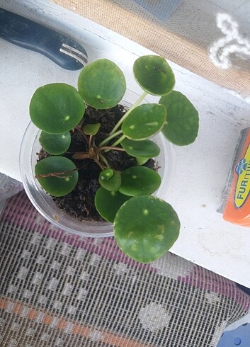 Beden Renk Pilea