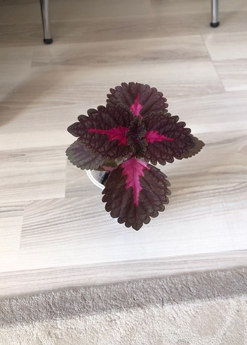  Beden mor Renk Renkli Mor Yapraklı Dekoratif Bitki