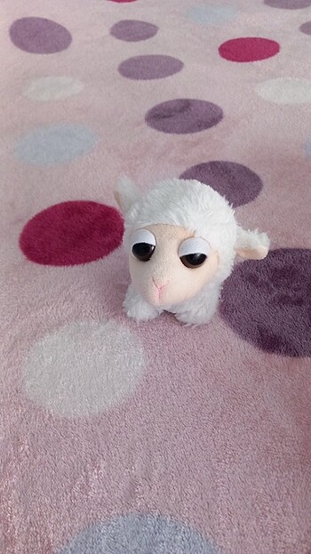 Kucuk kuzu 