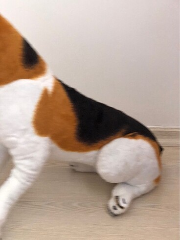 Beden Renk HAVLAYAN SESLİ KÖPEK