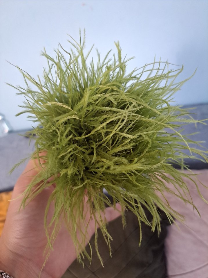 Yeşil tuy - Görsel 3