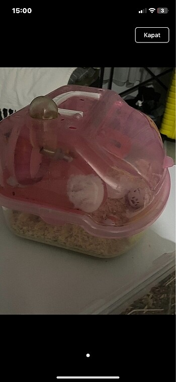 hamster evi