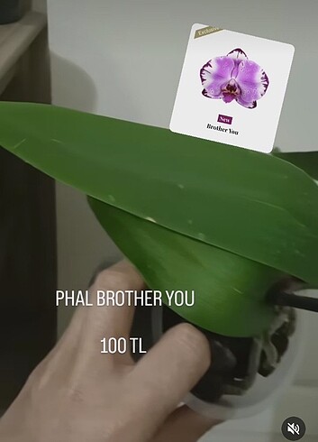 BROTHER YOU 