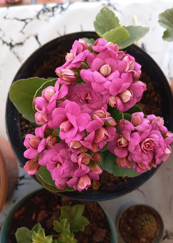 Canlı Pembe Kalanchoe Çiçeği