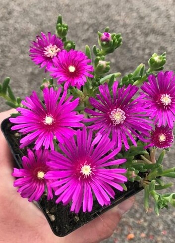 Delosperma kedi tırnağı çiçek mor renk 