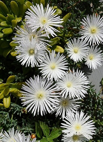 Delosperma kedi tırnağı çiçek 4 renk