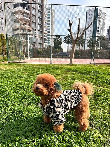  Leopar desenli kürk
