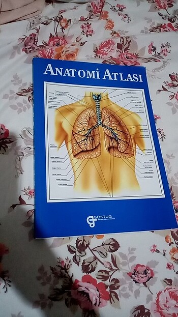 Anatomi atlasi 