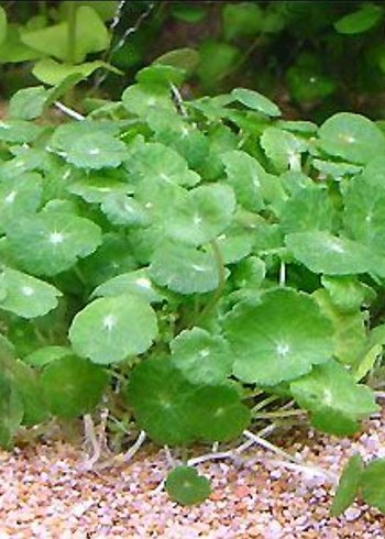 Hydrocotyle Verticillata Akvaryum Bitkisi