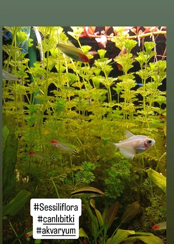 Sessiliflora Akvaryum Bitkisi